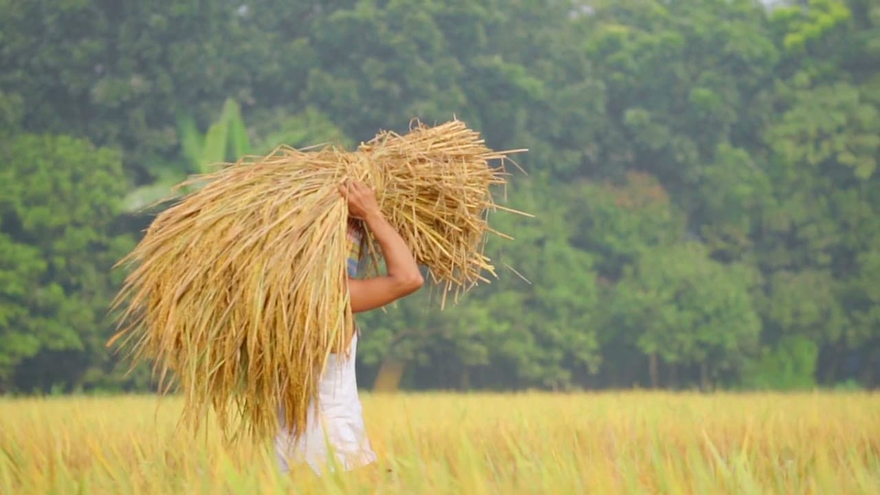 Farmer carrying freshly harvested palay
